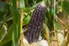 Maïs - Black Aztec
