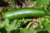 Courgettes - Dark Star