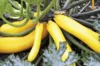 Courgettes - Sélection Sativa