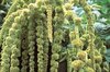 Amaranthes à Grains - Green Cascade
