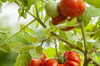 Tomates - Dwarf Cherokee Tiger Large Red