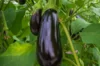 Eggplants - Meronda