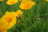 Coreopsis - Coréopsis à Feuilles Lancéolées