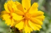 Coreopsis - Coréopsis à Feuilles Lancéolées