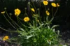 Coreopsis - Coréopsis à Feuilles Lancéolées