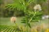 Desmanthus - Mimosa des Prairies