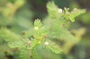 Desmanthus - Mimosa des Prairies