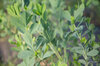 Baptisia - Baptisia australis