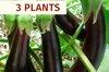 Aubergines - Plants d'Aubergine Longue Violette Hâtive