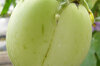 Aubergines - Apple Green