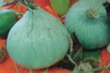 Courges maxima - Blue Ballet