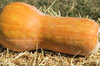 Moschata squash - Canada Mezoides