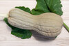 Courges moschata - Violina