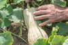 Courges moschata - Violina