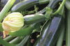 Courgettes - Striato Pugliese