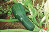 Courgettes - Striato Pugliese