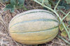 Melons - Hales Best Jumbo