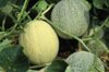 Melons - Sucrin de Tours