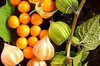Physalis - Coqueret du Pérou
