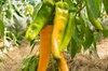 Piments/Poivrons - Corno di Toro Giallo - Corne de Taureau Jaune