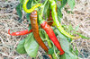 Piments/Poivrons - Des Landes