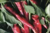 Piments/Poivrons - Des Landes