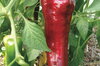 Piments/Poivrons - Italian Red Marconi