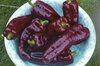 Piments/Poivrons - Italian Red Marconi