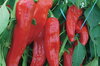 Piments/Poivrons - Italian Red Marconi
