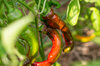 Piments/Poivrons - Nardello