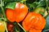 Piments/Poivrons - Sunrise Orange
