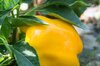 Piments/Poivrons - Calwonder Golden