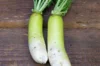 Radish - Minowase