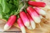 Radish - French Breakfast
