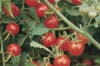 Tomates cerises - Matt’s Wild Cherry