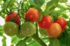 Tomates cerises - Red Robin