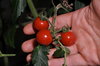 Tomates-Cerises - Barbaniaka