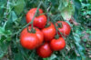 Tomates - Red Brandywine