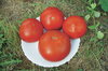 Tomates - Red Brandywine