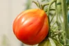 Tomatoes - Nice Oxheart