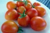 Tomates cerises - Scarlet Starfire / Starfire Isis