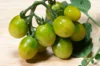 Tomates cerises - Verde Claro