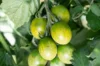 Tomates cerises - Verde Claro