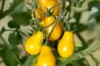 Tomates cerises - Poire Jaune