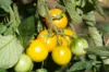 Tomates - Yellow Perfection