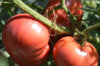 Tomates - Ponderosa Pink