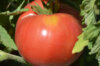 Tomates - Ponderosa Pink