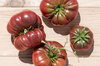 Tomates - Purple Calabash