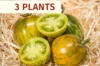 Plants de Tomates - Plants de Tomate Verte Green Zebra