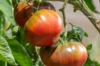 Tomates - Brandywine Black